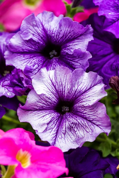 Barevné květy Petunie — Stock fotografie