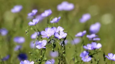 Rüzgar Asya keten (Linum austriacum kır çiçekleri