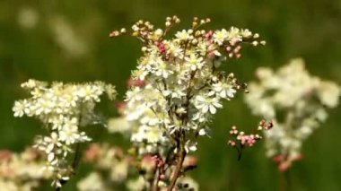 Dropwort 'un beyaz çiçeği (Filipendula vulgaris )
