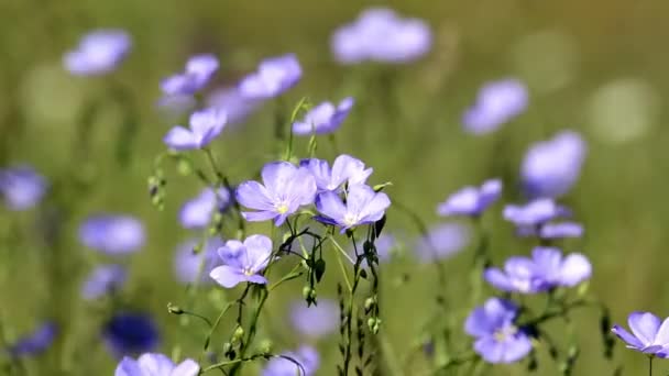 Wild flowers in the wind Asian Flax (Linum austriacum — Stock Video