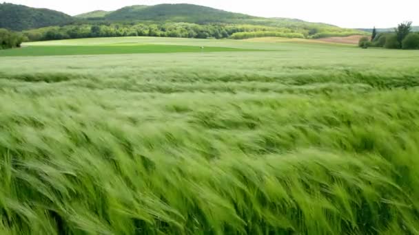 Szép gabona a mező egy szeles nap — Stock videók