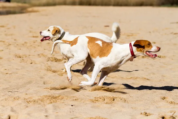 Köpekler oynuyor — Stok fotoğraf