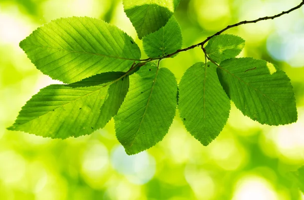 Hornbeam leaves — Stock Photo, Image