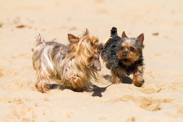 Yorkshire terrier — Fotografia de Stock