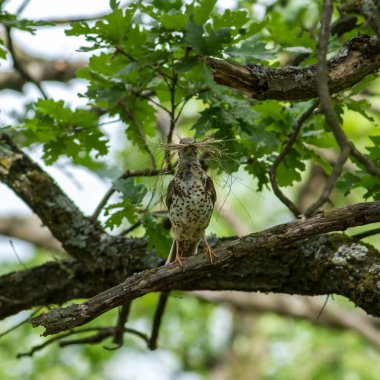 fieldfare (turdus pilaris)
