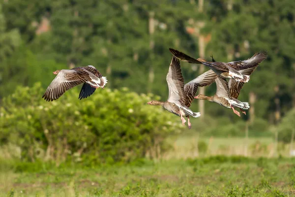 Greylag Gooses — Φωτογραφία Αρχείου