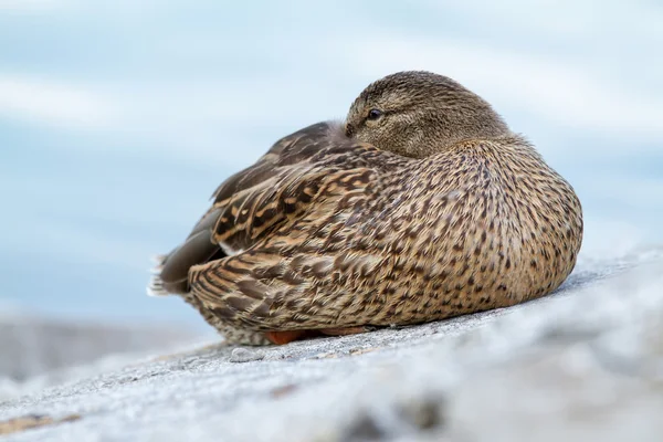 Wilde eendun bolso de cuero beige aislado — Stockfoto