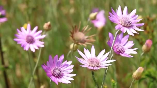 Belles fleurs sauvages gros plan — Video