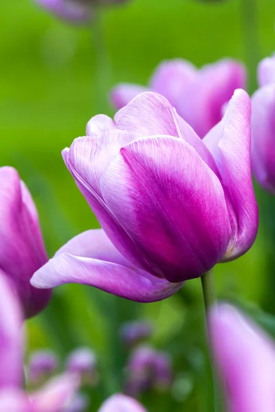 Hermosa fila tulipanes púrpura — Foto de Stock