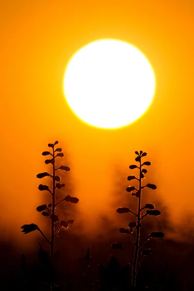 Pôr do sol — Fotografia de Stock