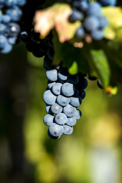 Smakelijke blauwe druiven — Stockfoto