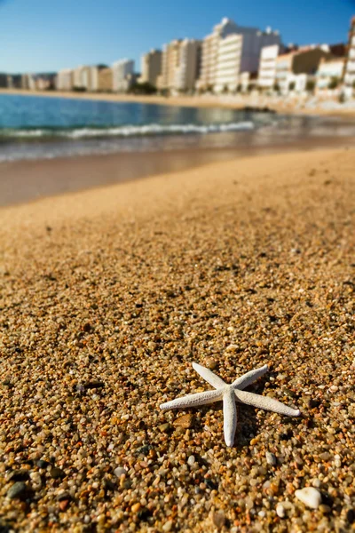Seestern am Strand Sand — Stockfoto