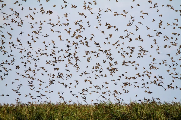 Group of starlings — Stock Photo, Image