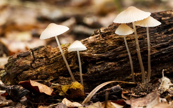 Hermoso hongo del bosque — Foto de Stock