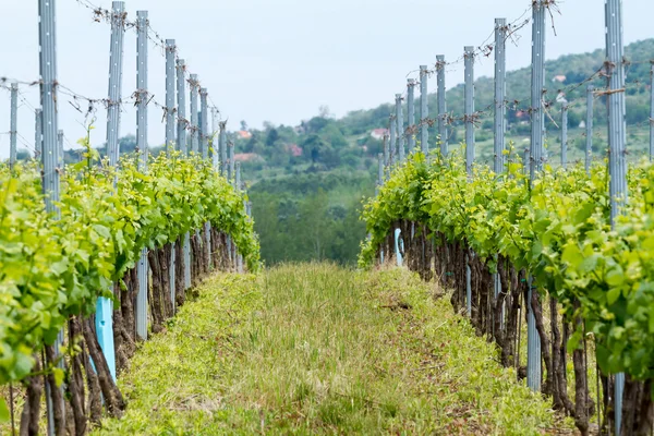 Linhas de uvas — Fotografia de Stock