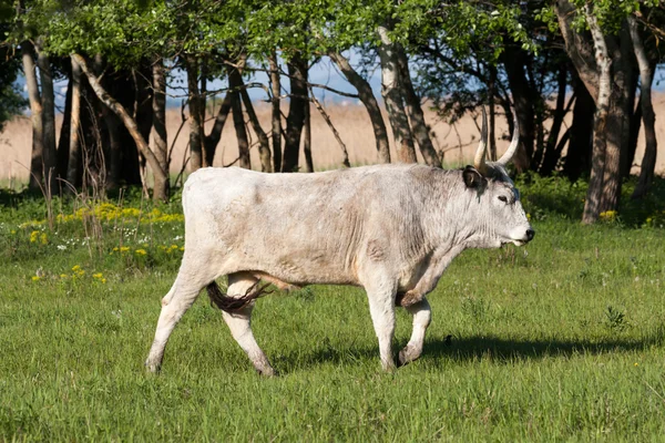 Hungarian grey bull — Stock Photo, Image