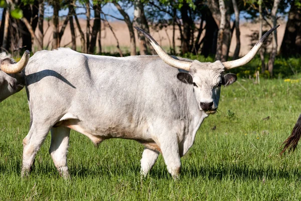 Hungarian grey bul — Stock Photo, Image