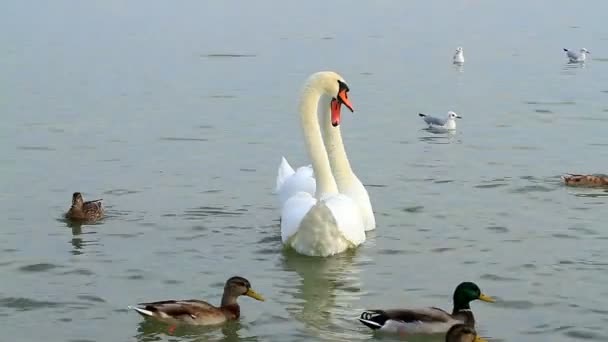 Witte zwanen op het water — Stockvideo