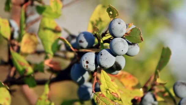 Blackthorn μούρα στο ηλιοβασίλεμα φως (prunus spinosa) — Αρχείο Βίντεο