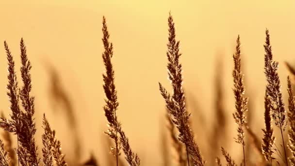 Красивое травяное поле на закате — стоковое видео