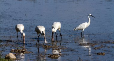 kuşların kaşıkçı (platalea leucorodia grubu)