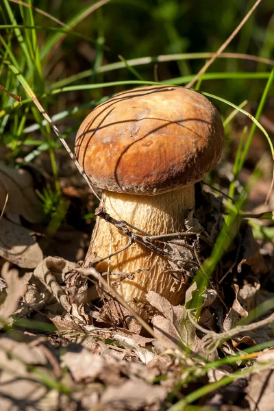 Porcini — Foto Stock