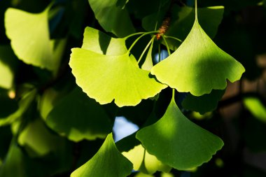 Ginkgo biloba