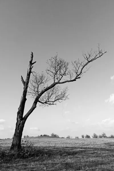 Dry tree