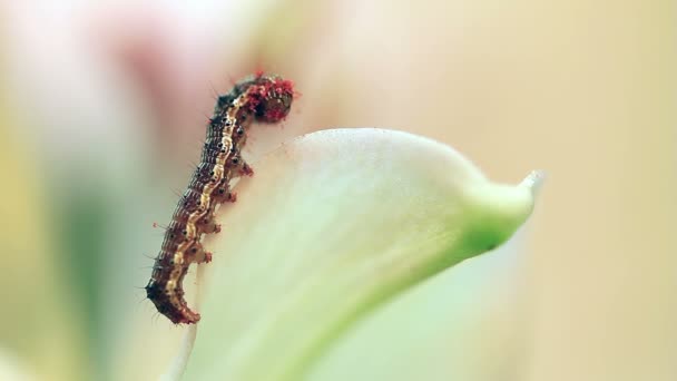 Kis hernyó teljes pollen — Stock videók