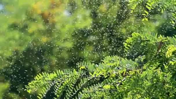 Formigas aladas swarming em um dia quente de verão — Vídeo de Stock