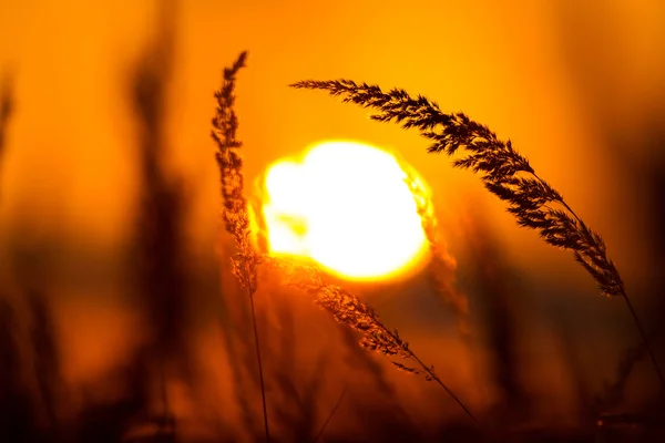 Zonsondergang — Stockfoto