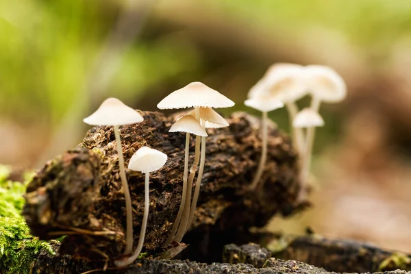 Paddenstoelen — Stockfoto