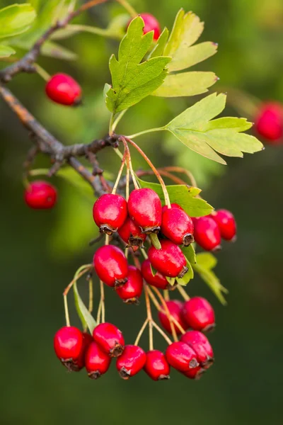 Hawthorn — Stockfoto