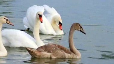 Gölde beyaz kuğular