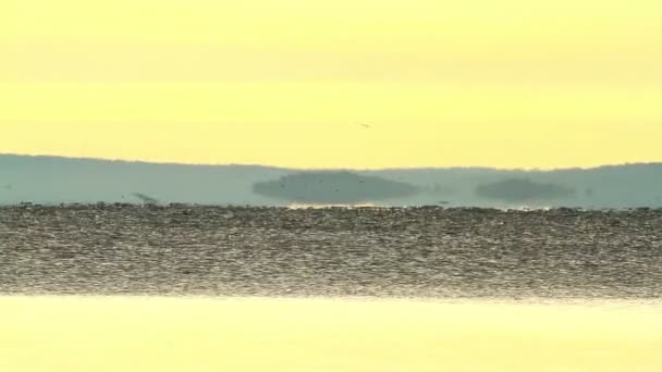 Hermoso amanecer sobre el lago Balaton de Hungría, con golondrinas migratorias — Vídeos de Stock