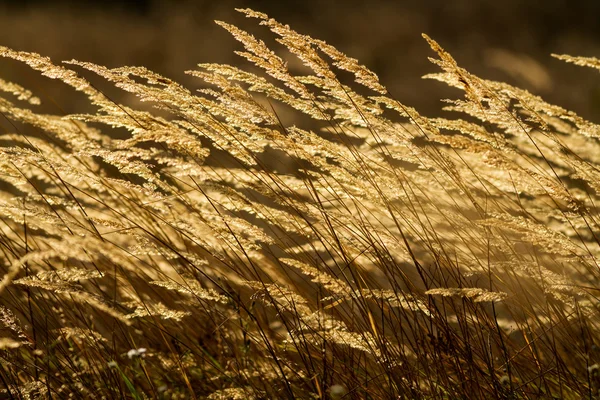 Красивое травяное поле на закате — стоковое фото