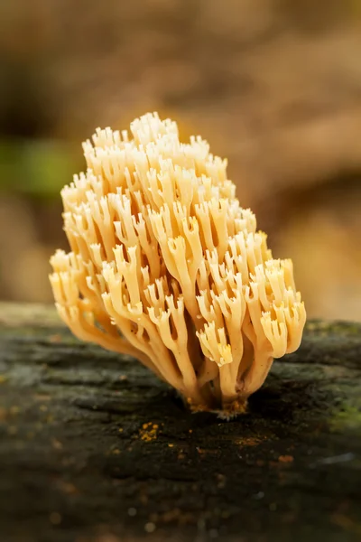 Clavaria guapa —  Fotos de Stock