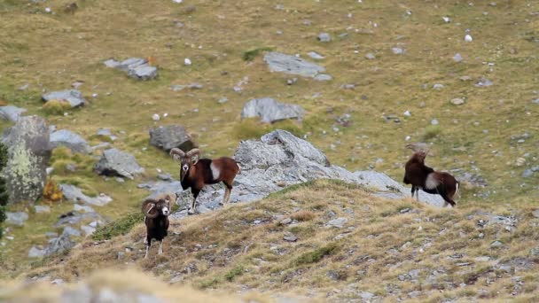 Europese moeflon RAM-geheugen (ovis aries orientalis) — Stockvideo