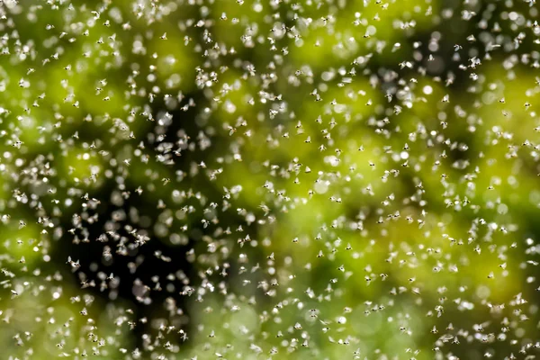 Gevleugelde mieren zwermen op een hete zomerdag — Stockfoto