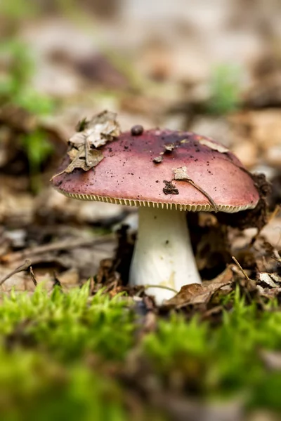 Red mushroom russula — Stock Photo, Image