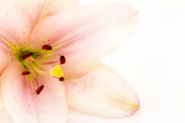 Flower — Stock Photo, Image