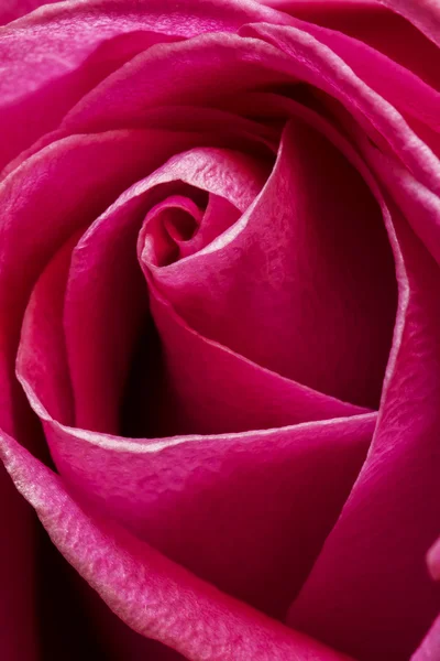 Rose — Stock Photo, Image