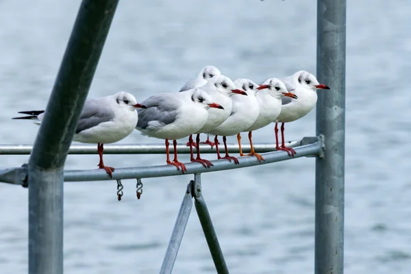 Seagulls — Stock Photo, Image