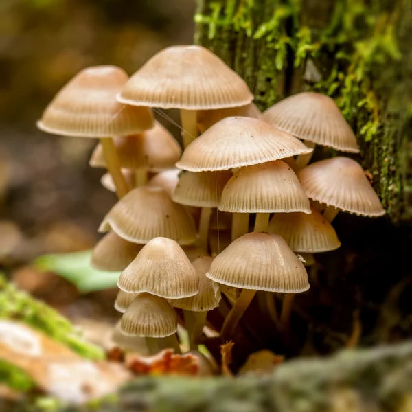 真菌 — 图库照片