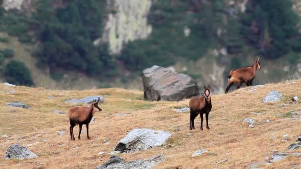 Chamois besättning — Stockvideo