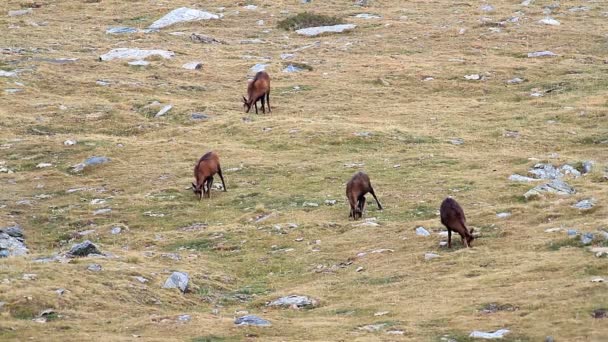 Chamois sürüsü — Stok video