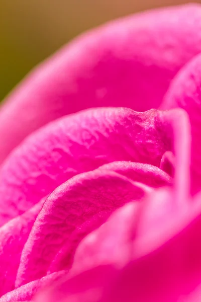 Rosa roxa — Fotografia de Stock