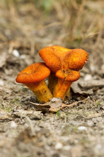 Jack-o'-lantern mushroom — Stock Photo, Image