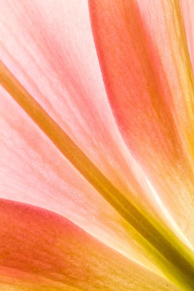 Blume — Stockfoto