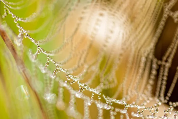 거미의 웹 — 스톡 사진